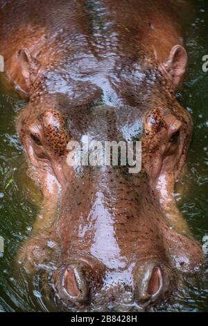 Ippopotamo, ippopotamo che vive nel lago d'acqua Foto Stock