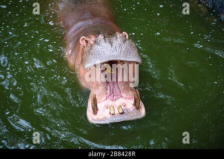 Ippopotamo, ippopotamo che vive nel lago d'acqua Foto Stock