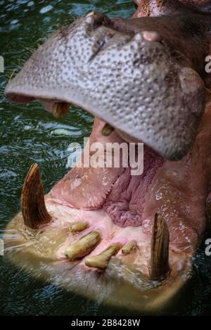 Ippopotamo, ippopotamo che vive nel lago d'acqua Foto Stock