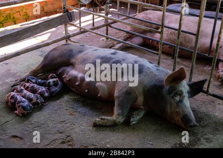 Maiali in una fattoria. Angkor Wat, Siem Reap, Cambogia. Foto Stock