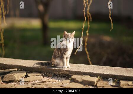 Carino giovane gatto cenere ritratto all'aperto. Gattino delizioso seduto in giardino. Foto Stock