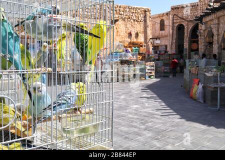 Una vista del mercato degli animali domestici in Souq Waqif dove si possono trovare tutti gli animali domestici compresi gli uccelli - Doha, Qatar Foto Stock