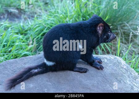 Diavolo della Tasmania in Tasmania Australia Foto Stock