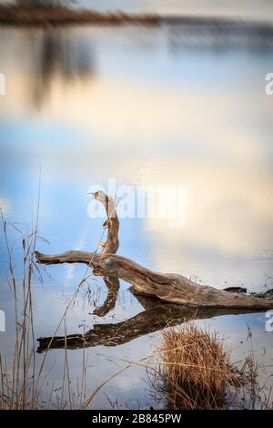 Tranquilla vista del driftwood sulla riva del lago francese nelle montagne Wichita. Acqua ferma. Foto Stock
