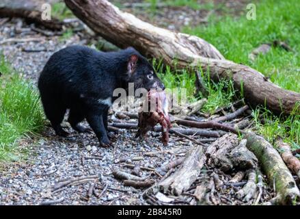 Diavolo della Tasmania in Tasmania Australia Foto Stock
