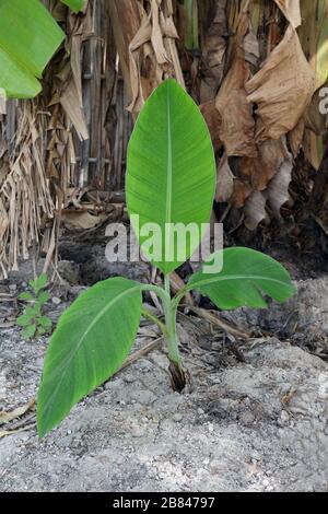 Piantagione di germogli di banana, piccolo albero di banana in fattoria Foto Stock