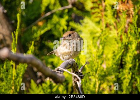 Giardino Warbler (Sylvia borin) su Thuja Foto Stock