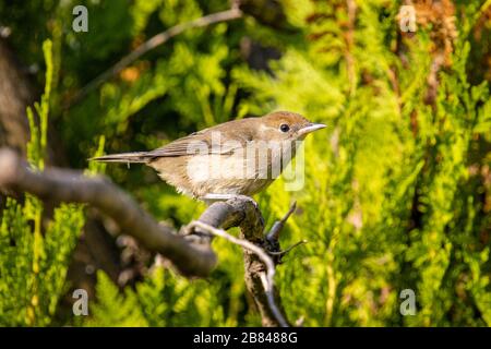 Giardino Warbler (Sylvia borin) su Thuja Foto Stock