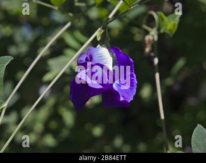 Fiore asiatico delle ali di piccante, conosciuto anche come: Bluebellvine, Pea Blu, Pea farfalla, Pea Cordofan e Pea Darwin. Foto Stock