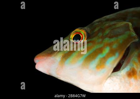 Long-striped wrasse (Symphodus tinca, pesci arcobaleno, Labrus, Ray-alettato di pesce) dal Mar Nero (North Shore). La bocca del pesce. Dicks sdrucciolevole Foto Stock