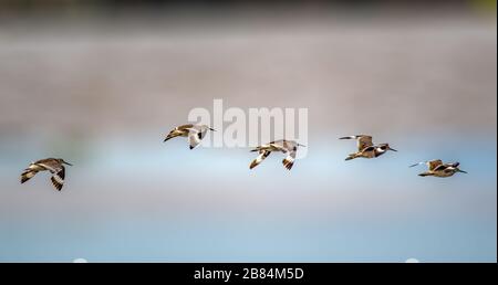 Il curlew Sandpiper (Calidris ferruginea) che vola nell'Alviso Marina County Park in Alviso California USA Foto Stock