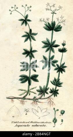 Galium odoratum, (libro botanica, 1850) Foto Stock