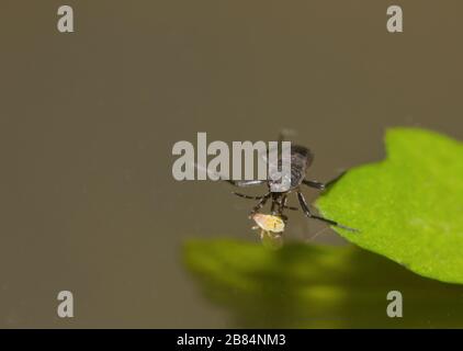 Striscia a spalla larga (Velia saulii) Foto Stock