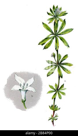 Galium odoratum, (libro botanica, 1909) Foto Stock