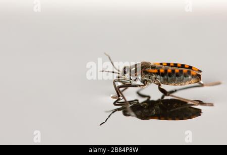 Striscia a spalla larga (Velia saulii) Foto Stock