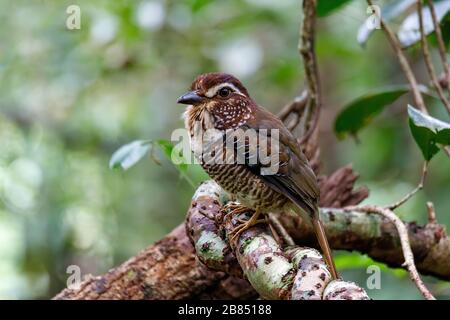 Brachypteracias leptosomus, a gambe corte, arroccato in un albero del Madagascar. Parco nazionale Masoala, Africa Wildlife Foto Stock