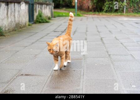 Cat Walking sull'isola di Murano, Murano/Venezia, Italia/Europa Foto Stock