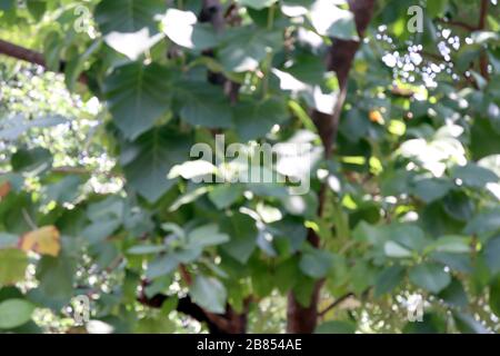 Foresta di albero di Teak Blurred per sfondo di Teak, piantagione di Teak Foto Stock