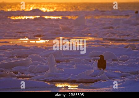 L'Aquila di Steller nel ghiaccio marino, all'alba, Shiretoko, Hokkaido. Foto Stock