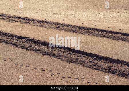 Battistrada del pneumatico segni sulla sabbia Foto Stock