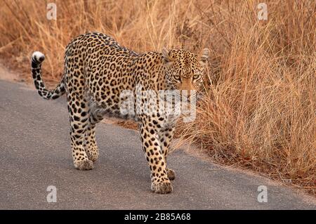 Leopardo, Panthera pardus, Parco Nazionale Kruger, Sudafrica Foto Stock