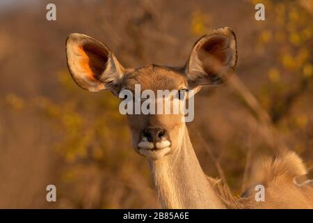 Kudu o il maggiore Kudu Female, Tragelaphus strepsiceros, Parco Nazionale Kruger, Sudafrica Foto Stock