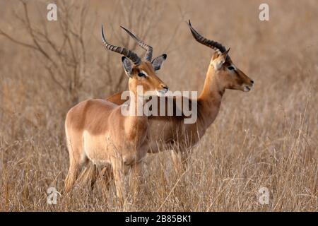 Impala, Aepyceros melampus al Parco Nazionale di Kruger, Sudafrica Foto Stock