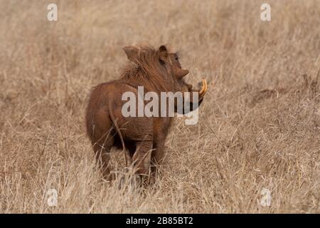 Warthog, Phacochoerus africanus al Parco Nazionale di Kruger, Sudafrica Foto Stock