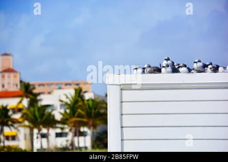 Fila di gabbiani che prendono il sole su un padiglione della spiaggia sulle spiagge di Miami Beach in Florida, Stati Uniti Foto Stock