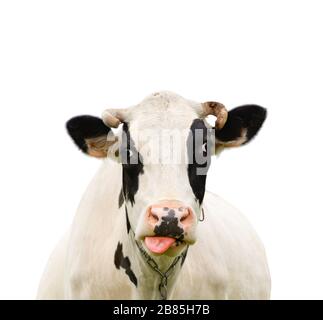 Divertente mucca nera che parla con qualcuno. Mucca muso isolato su sfondo bianco. Animali da fattoria. Ritratto di una giovane mucca da mooing primo piano Foto Stock