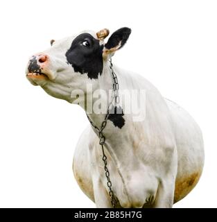 Divertente mucca nera che parla con qualcuno. Mucca muso isolato su sfondo bianco. Animali da fattoria. Ritratto di una giovane mucca da mooing primo piano Foto Stock