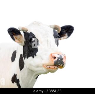 Divertente mucca nera che parla con qualcuno. Mucca muso isolato su sfondo bianco. Animali da fattoria. Ritratto di una giovane mucca da mooing primo piano Foto Stock