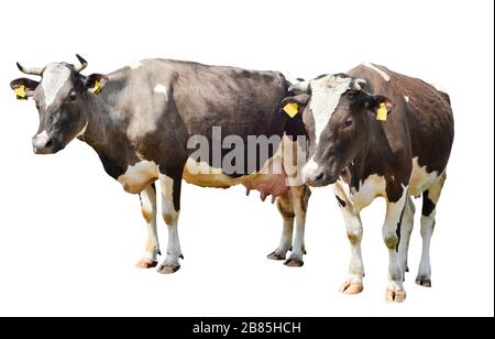 Due mucche macchiate di colore marrone isolate su sfondo bianco. Due mucche di lunghezza intera. Animali da fattoria Foto Stock