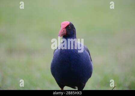 Australasian Swamphen Foto Stock