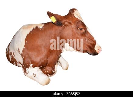 Mucca intera lunghezza isolata su uno sfondo bianco. Funny rosso menzogna mucca primo piano. Animale da fattoria. Foto Stock