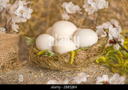 Primavera sfondo pasquale con uova e fiori di mela Foto Stock