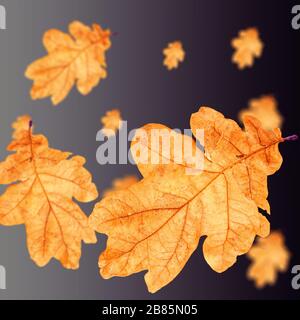 Foglie di rovere giallo su sfondo nero per la carta da parati Foto Stock