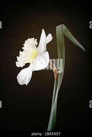 Daffodil bianco su sfondo testurizzato Foto Stock