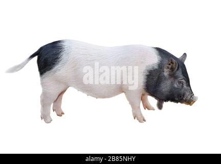 Simpatico maialino vietnamita isolato su bianco. Maialino giovane a tutta lunghezza con bricco isolato su fondo bianco. Animali da fattoria. Foto Stock