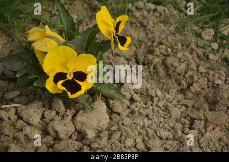 Primo piano di un fiore di farfalla Pansy conosciuto anche come selvaggio nome scientifico viola tricolore var. Hortensis crescente in giardino indiano nel Bengala occidentale Foto Stock