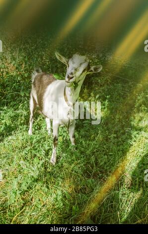 Fieno da masticare di capra bianco. Capra che pascola nel cortile. Succosa erba verde e capre Foto Stock
