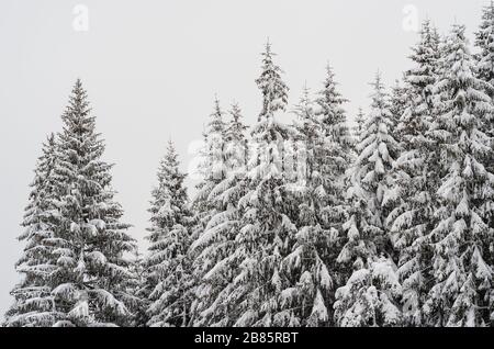 le cime degli abeti innevati nella foresta Foto Stock