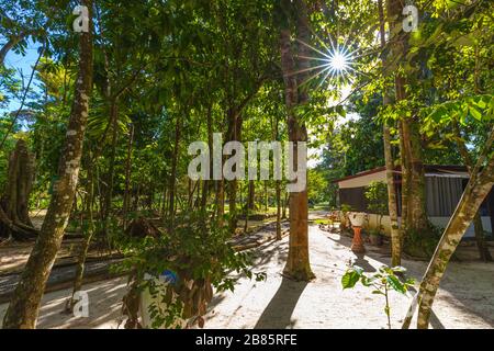 Sun Streaming attraverso alberi lussureggianti nelle giungle del Suriname Foto Stock