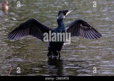 Northampton, Regno Unito, 17 marzo 2020, UN cormorano. Phalacrocurax cabo (Phalacrocoracidae) che asciuga le sue ali dopo la pesca nel lago inferiore ad Abington P. Foto Stock