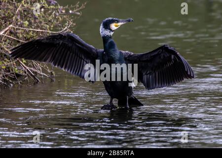 Northampton, Regno Unito, 17 marzo 2020, UN cormorano. Phalacrocurax cabo (Phalacrocoracidae) che asciuga le sue ali dopo la pesca nel lago inferiore ad Abington P. Foto Stock