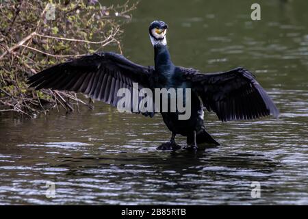 Northampton, Regno Unito, 17 marzo 2020, UN cormorano. Phalacrocurax cabo (Phalacrocoracidae) che asciuga le sue ali dopo la pesca nel lago inferiore ad Abington P. Foto Stock