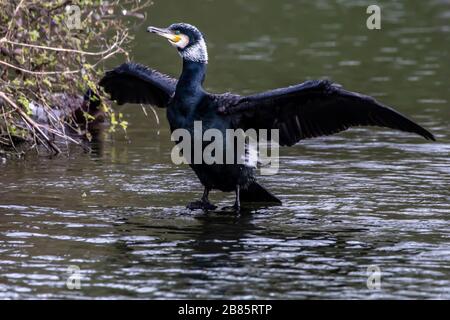 Northampton, Regno Unito, 17 marzo 2020, UN cormorano. Phalacrocurax cabo (Phalacrocoracidae) che asciuga le sue ali dopo la pesca nel lago inferiore ad Abington P. Foto Stock