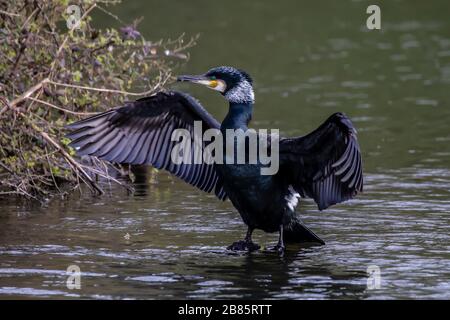 Northampton, Regno Unito, 17 marzo 2020, UN cormorano. Phalacrocurax cabo (Phalacrocoracidae) che asciuga le sue ali dopo la pesca nel lago inferiore ad Abington P. Foto Stock