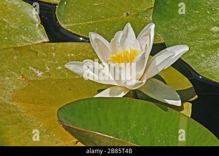 giglio d'acqua bianco europeo in fiore Foto Stock