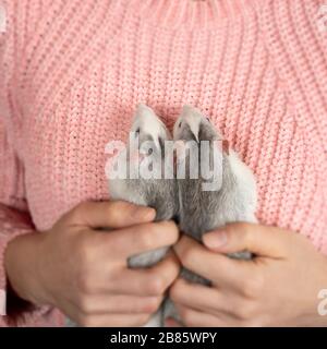 La ragazza in pullover rosa ordinatamente e delicatamente tiene in primo piano due simpatici ratti grigi. Concetto di cura degli animali domestici. Foto Stock